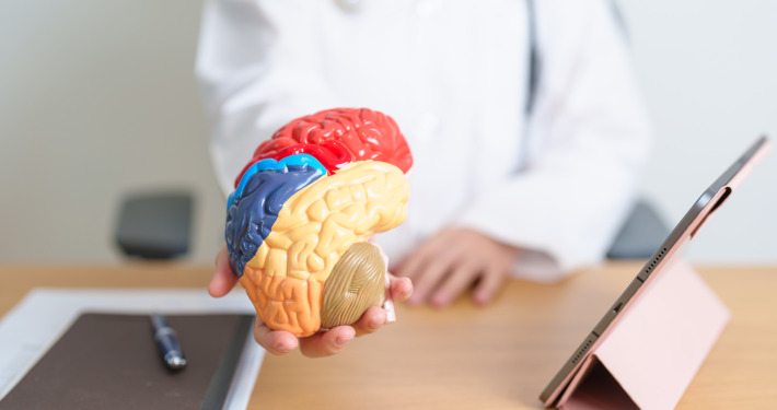 amma knife surgery - doctor with human Brain anatomy model